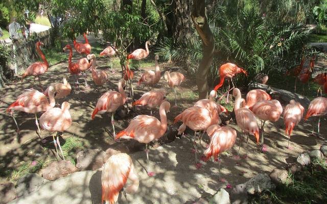 A flock of pink flamingos in a shady enclosure at Africam Safari